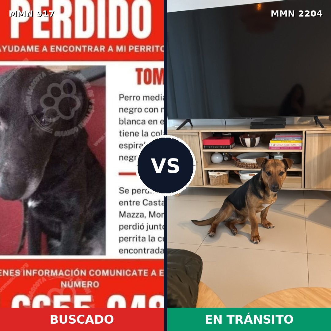 Comparativa MMS 66244: mascota perdida y mascota encontrada, 59% de similitud