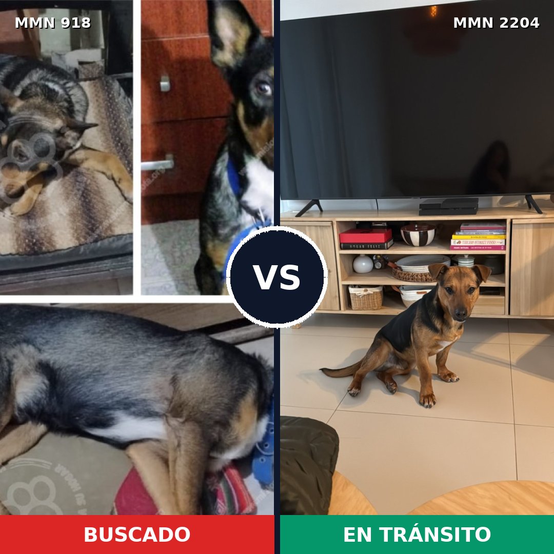 Comparativa MMS 66245: mascota perdida y mascota encontrada, 48% de similitud