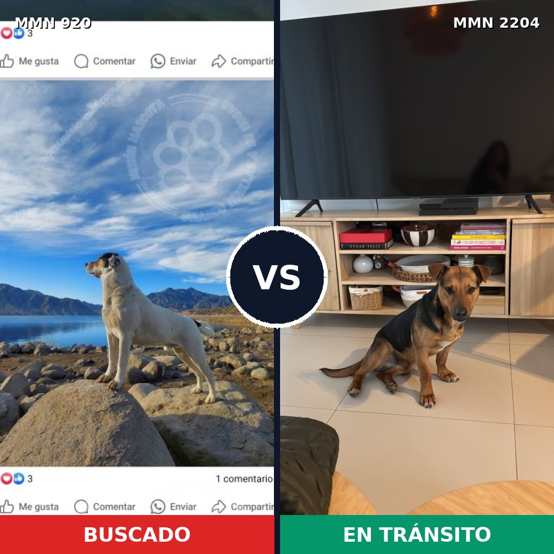 Comparativa MMS 66246: mascota perdida y mascota encontrada, 38% de similitud