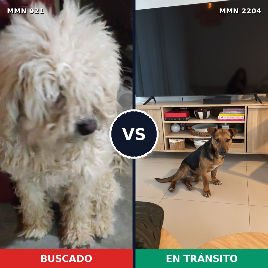 Comparativa MMS 66247: mascota perdida y mascota encontrada, 38% de similitud