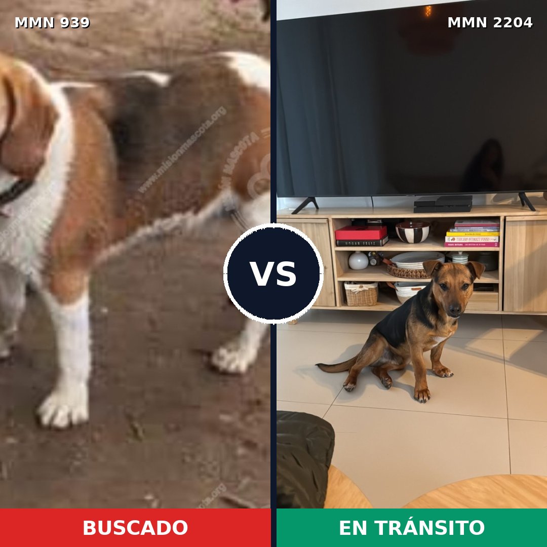 Comparativa MMS 66248: mascota perdida y mascota encontrada, 56% de similitud