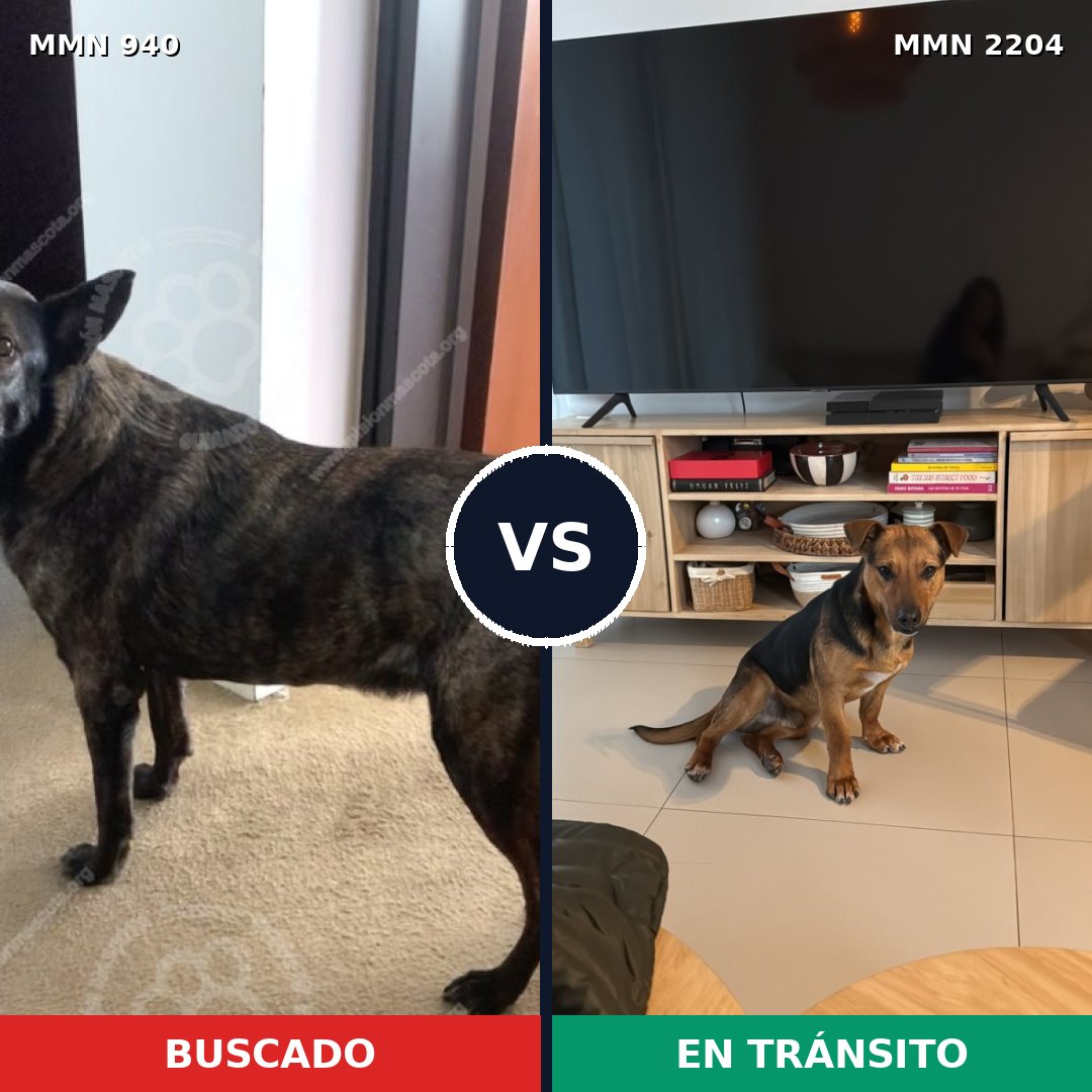 Comparativa MMS 66249: mascota perdida y mascota encontrada, 53% de similitud