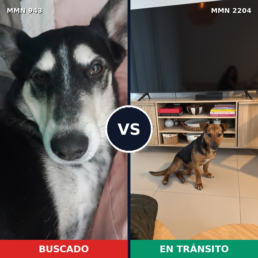 Comparativa MMS 66250: mascota perdida y mascota encontrada, 79% de similitud
