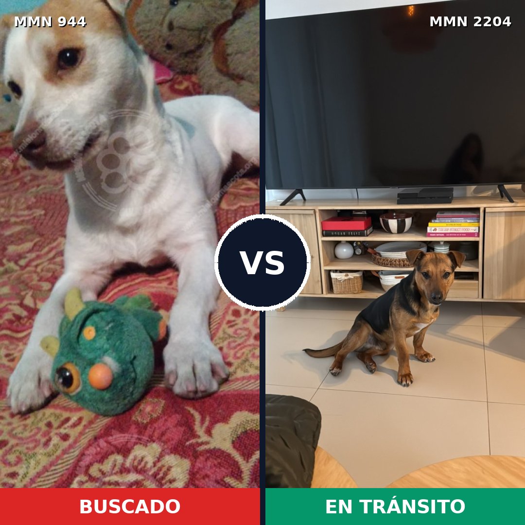Comparativa MMS 66251: mascota perdida y mascota encontrada, 69% de similitud