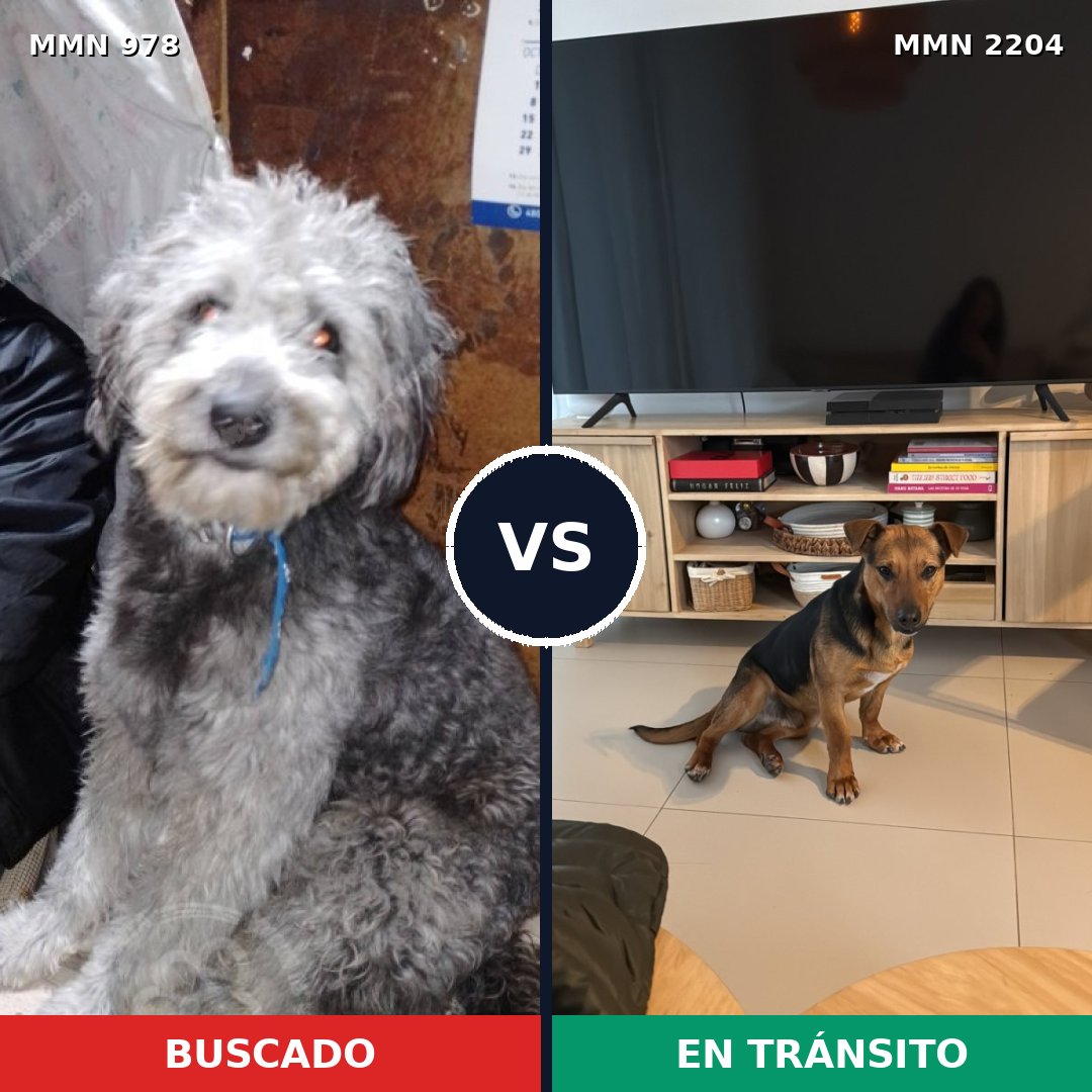 Comparativa MMS 66253: mascota perdida y mascota encontrada, 56% de similitud