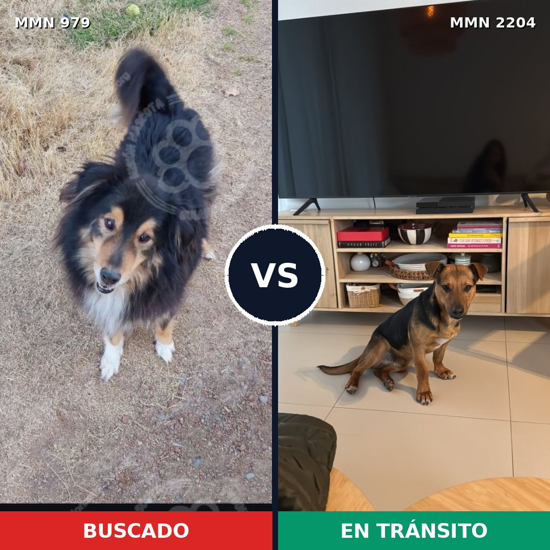 Comparativa MMS 66254: mascota perdida y mascota encontrada, 46% de similitud