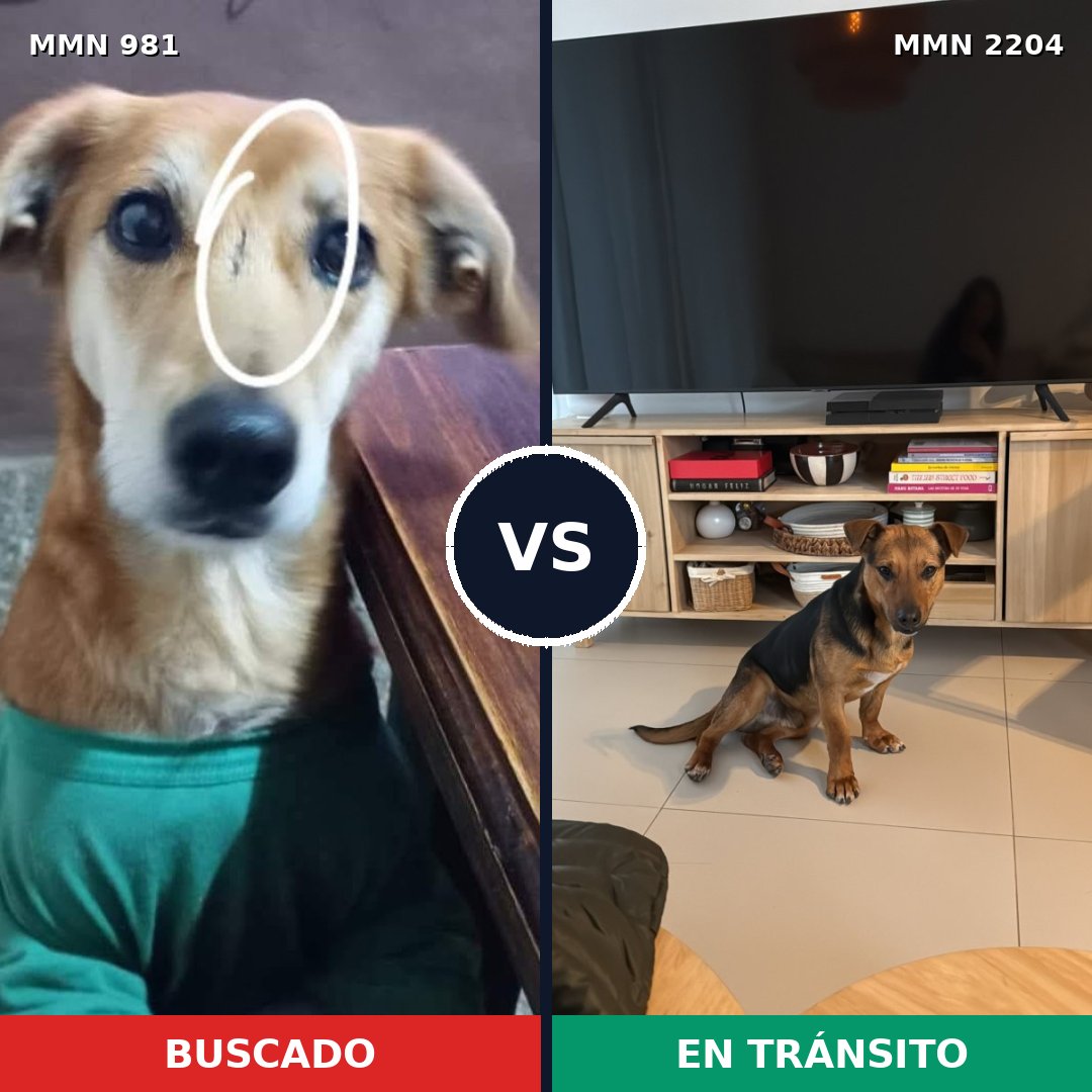 Comparativa MMS 66255: mascota perdida y mascota encontrada, 85% de similitud