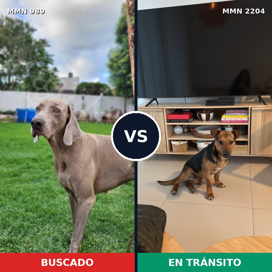 Comparativa MMS 66256: mascota perdida y mascota encontrada, 42% de similitud