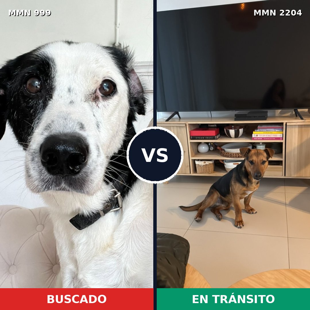 Comparativa MMS 66257: mascota perdida y mascota encontrada, 54% de similitud