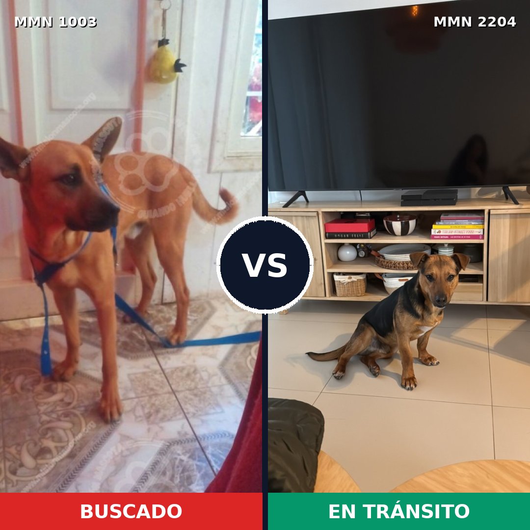 Comparativa MMS 66258: mascota perdida y mascota encontrada, 44% de similitud