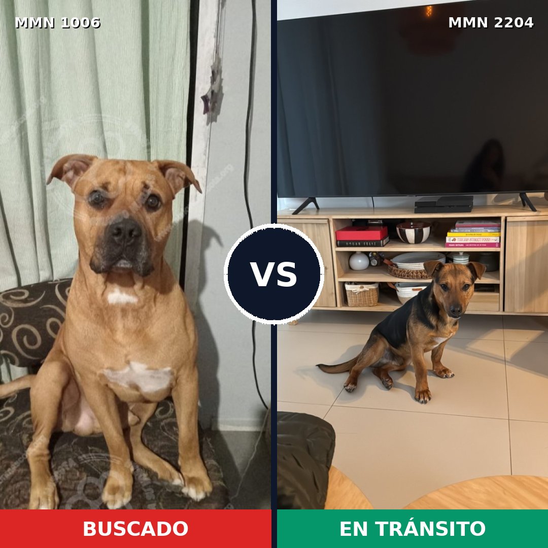 Comparativa MMS 66259: mascota perdida y mascota encontrada, 71% de similitud