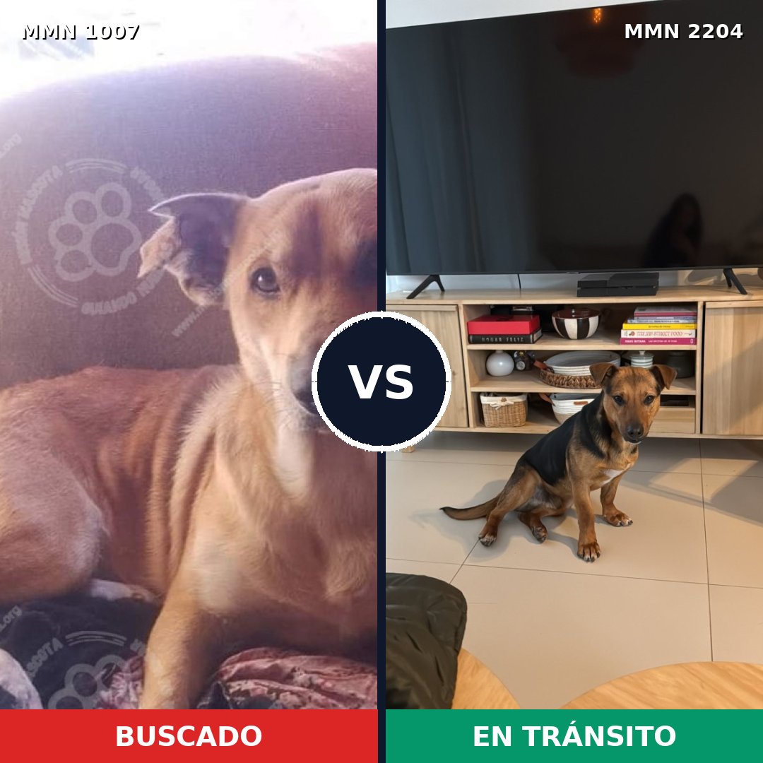 Comparativa MMS 66260: mascota perdida y mascota encontrada, 77% de similitud