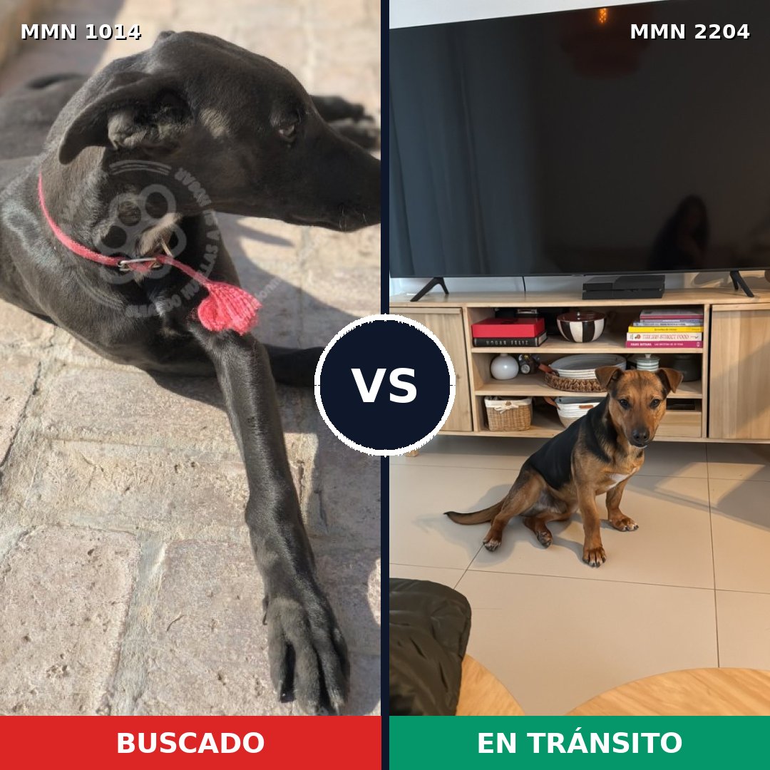 Comparativa MMS 66261: mascota perdida y mascota encontrada, 46% de similitud
