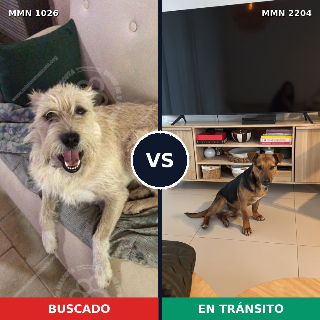 Comparativa MMS 66262: mascota perdida y mascota encontrada, 61% de similitud