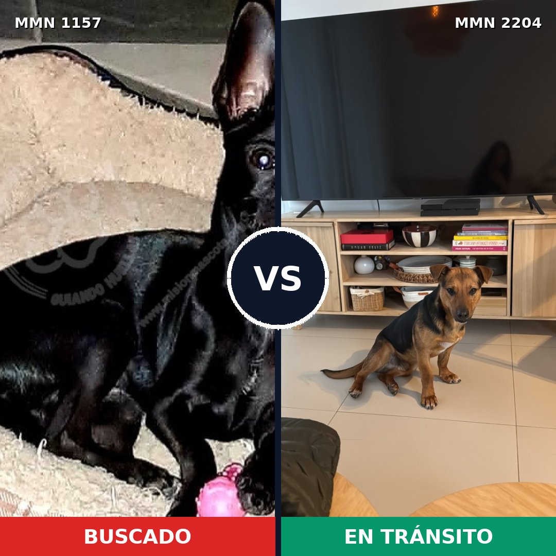 Comparativa MMS 66263: mascota perdida y mascota encontrada, 48% de similitud
