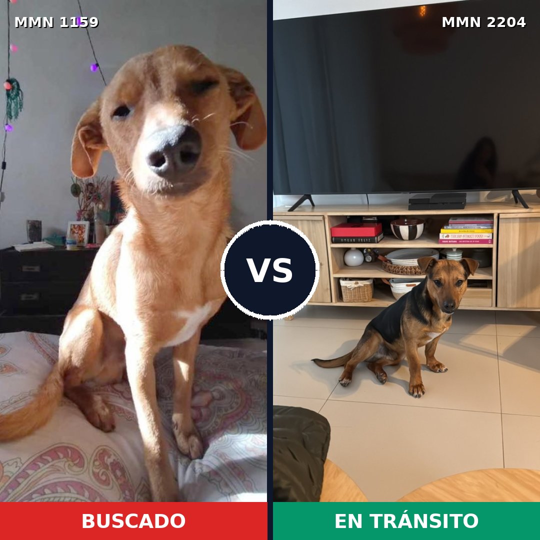Comparativa MMS 66264: mascota perdida y mascota encontrada, 73% de similitud