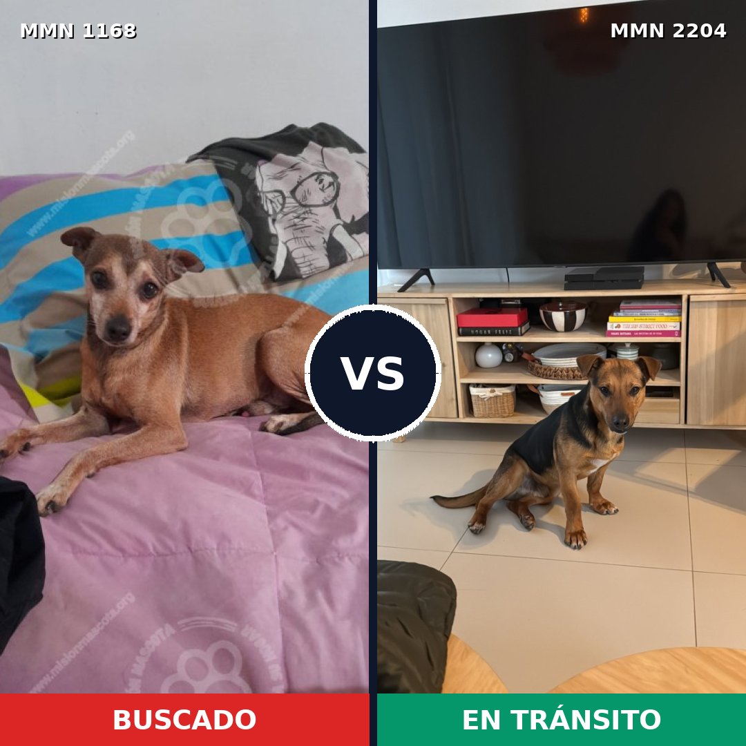 Comparativa MMS 66265: mascota perdida y mascota encontrada, 47% de similitud