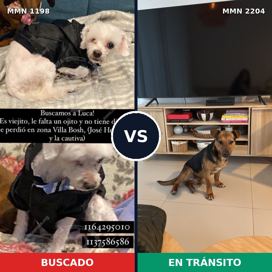 Comparativa MMS 66266: mascota perdida y mascota encontrada, 49% de similitud