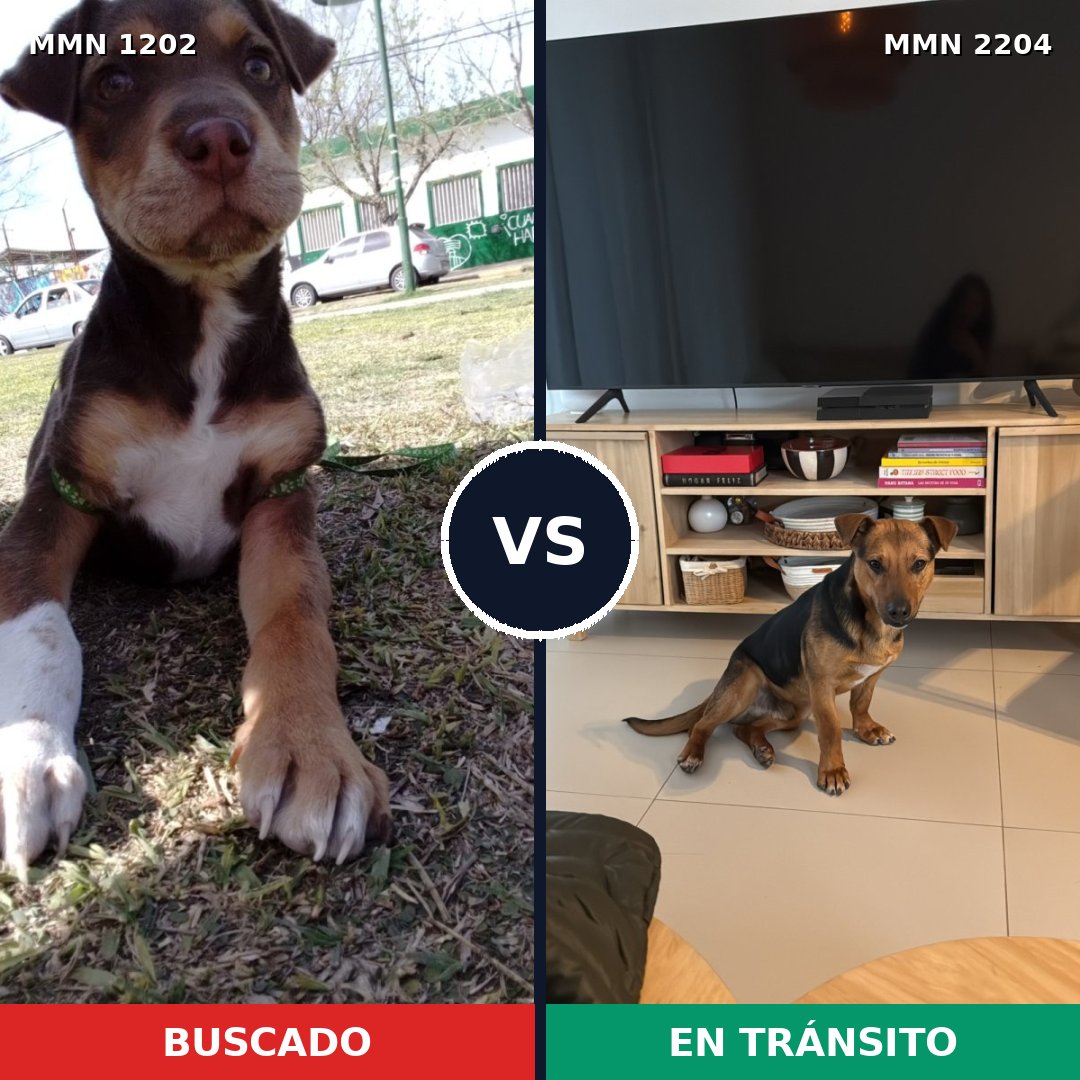 Comparativa MMS 66267: mascota perdida y mascota encontrada, 53% de similitud