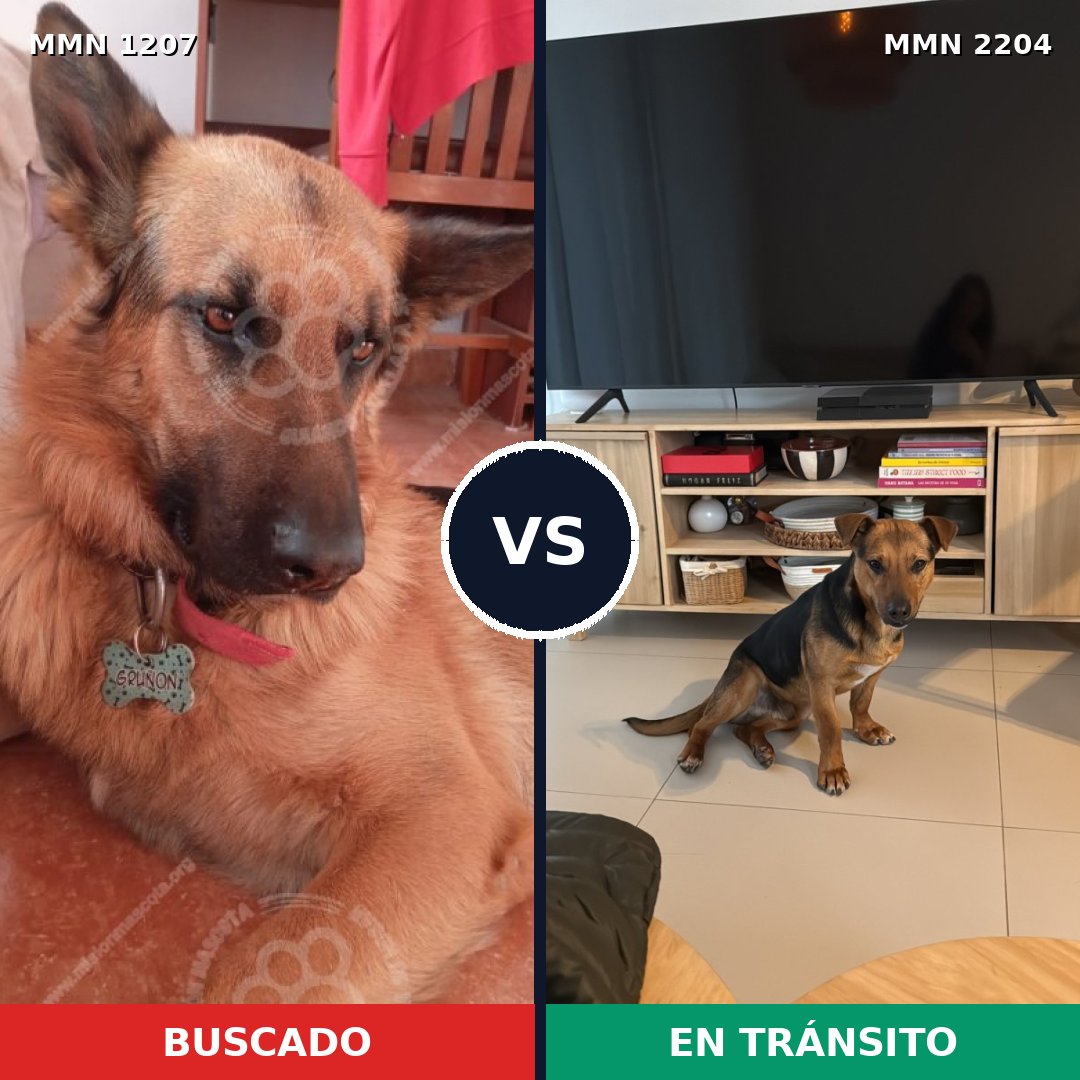 Comparativa MMS 66268: mascota perdida y mascota encontrada, 32% de similitud