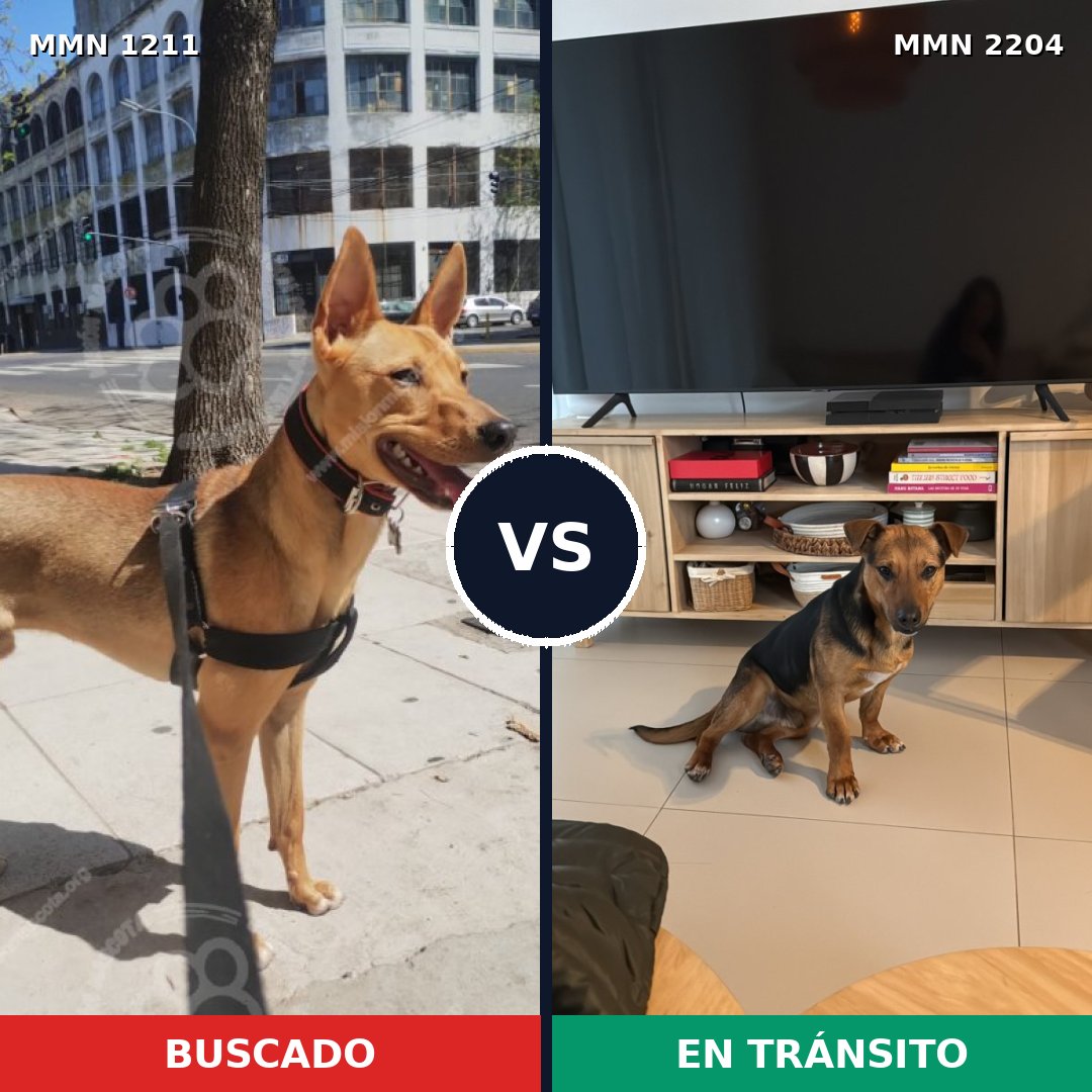 Comparativa MMS 66269: mascota perdida y mascota encontrada, 90% de similitud