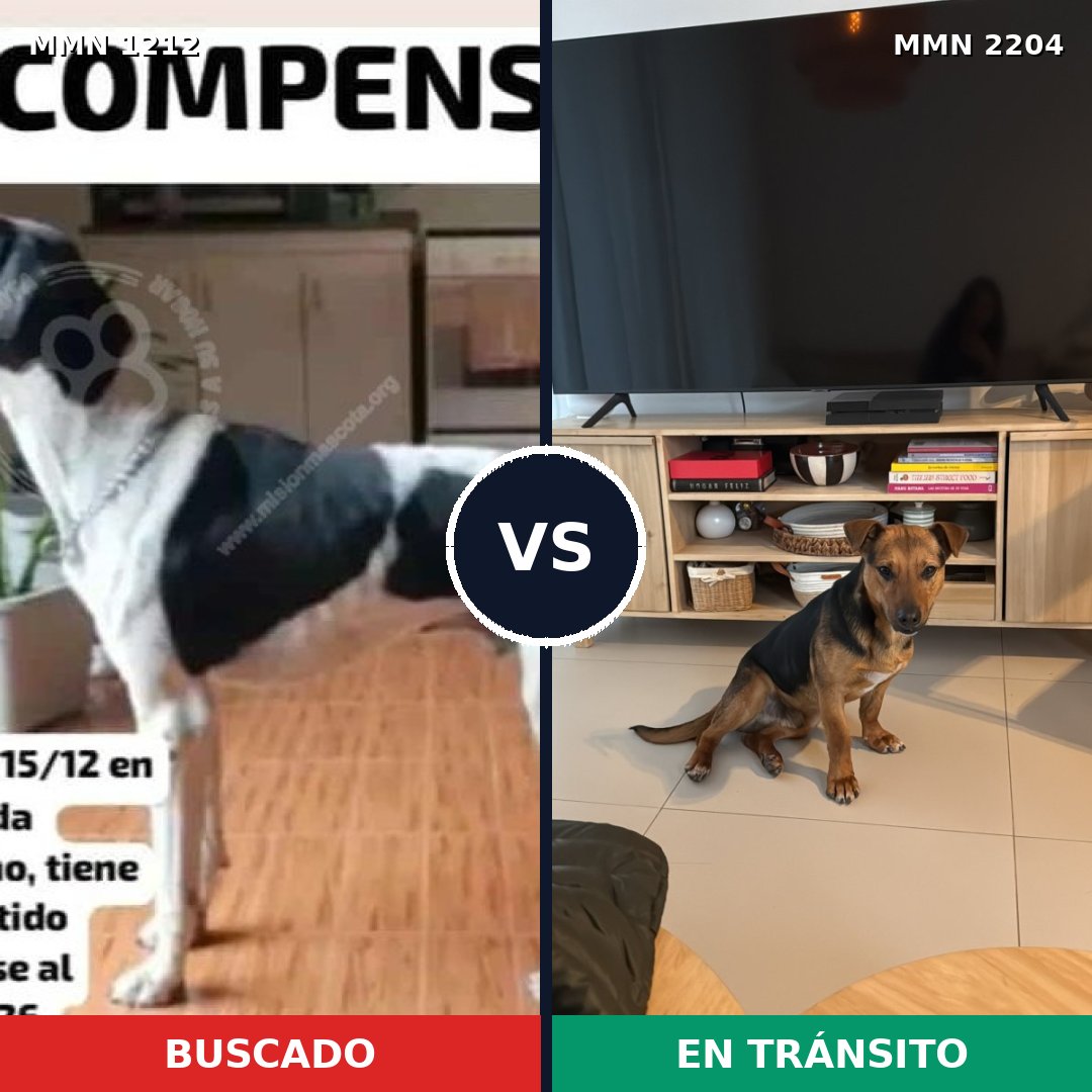 Comparativa MMS 66270: mascota perdida y mascota encontrada, 45% de similitud