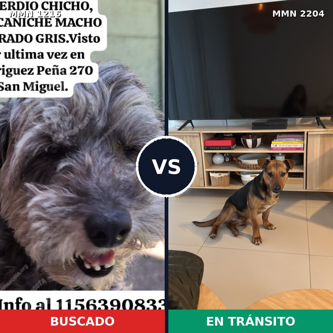 Comparativa MMS 66271: mascota perdida y mascota encontrada, 52% de similitud