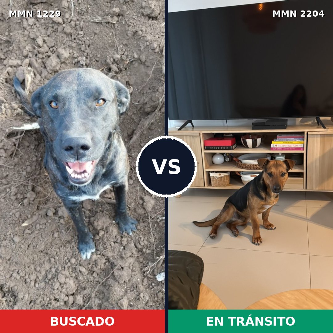 Comparativa MMS 66272: mascota perdida y mascota encontrada, 46% de similitud