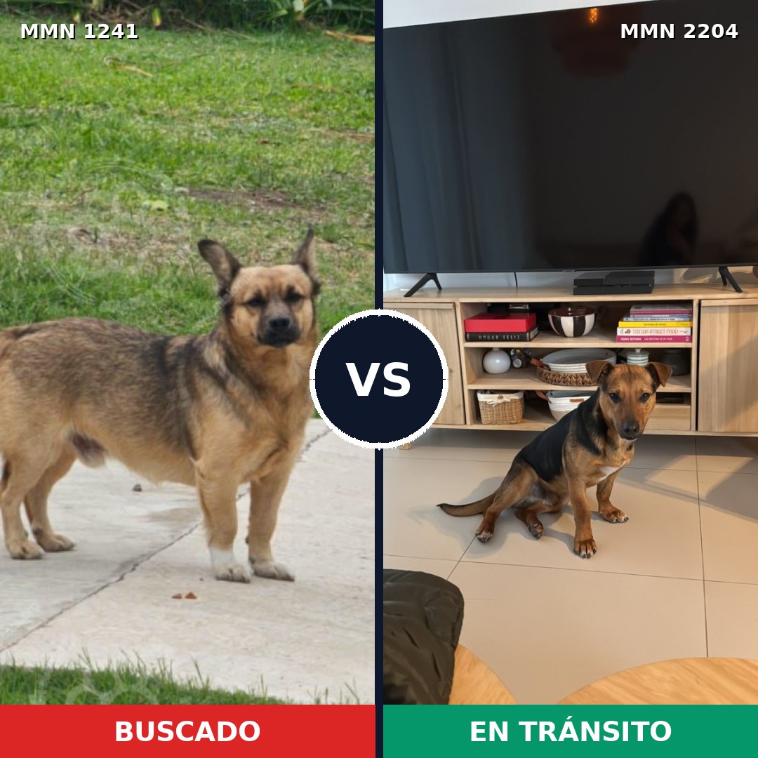 Comparativa MMS 66273: mascota perdida y mascota encontrada, 76% de similitud