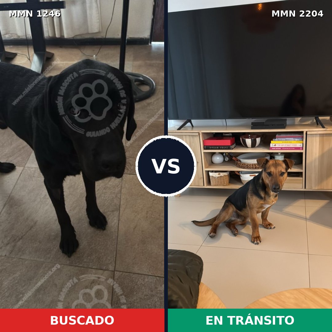Comparativa MMS 66274: mascota perdida y mascota encontrada, 52% de similitud