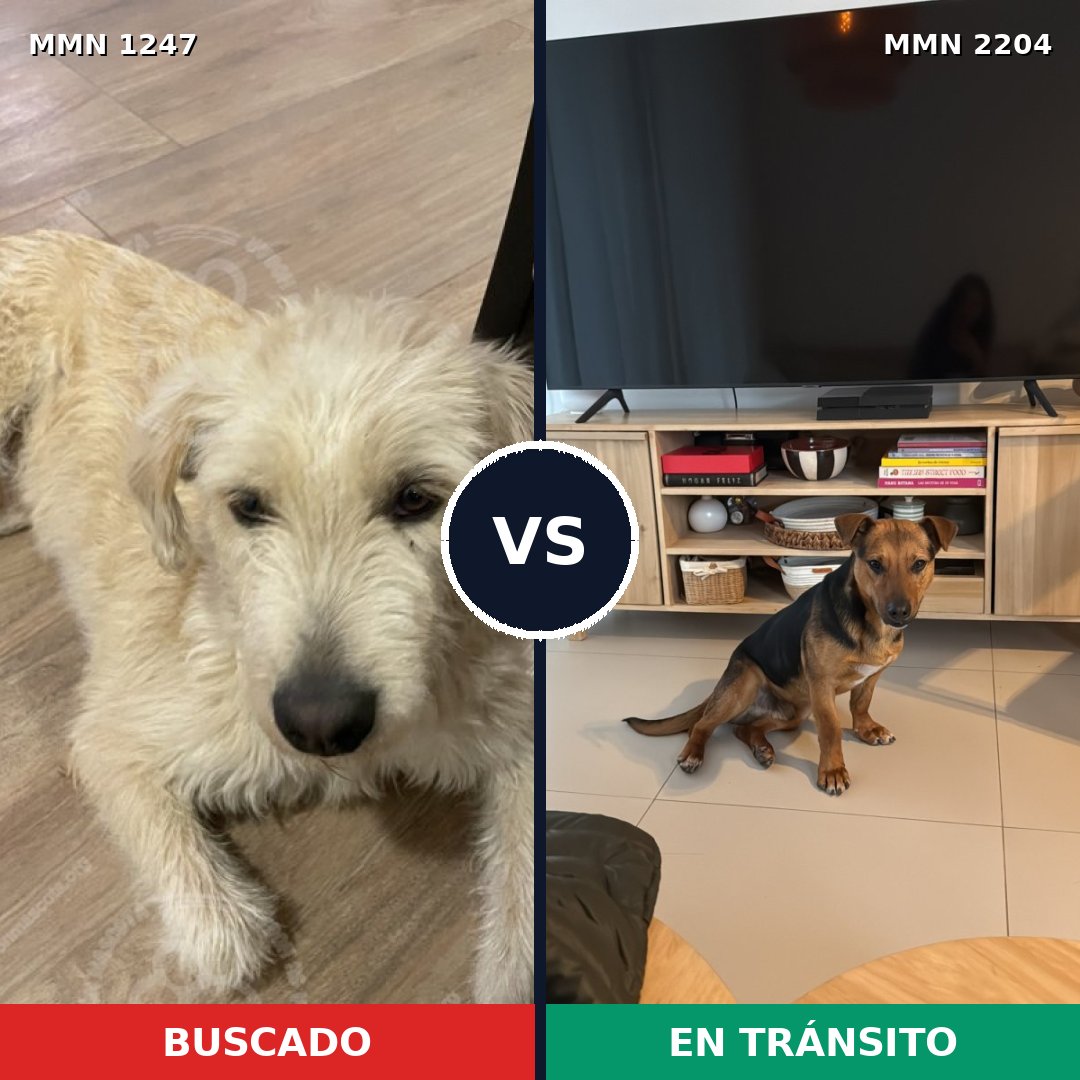 Comparativa MMS 66275: mascota perdida y mascota encontrada, 78% de similitud