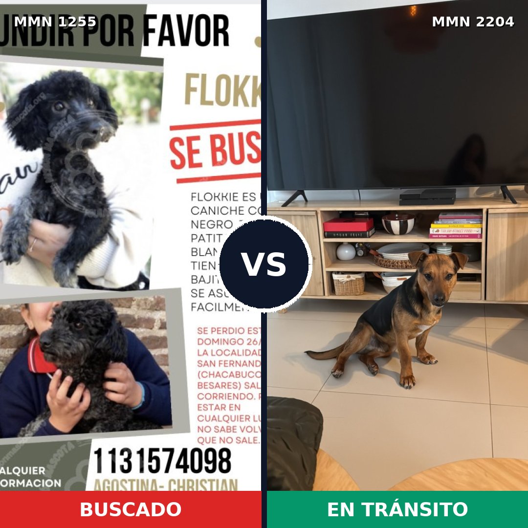 Comparativa MMS 66276: mascota perdida y mascota encontrada, 46% de similitud
