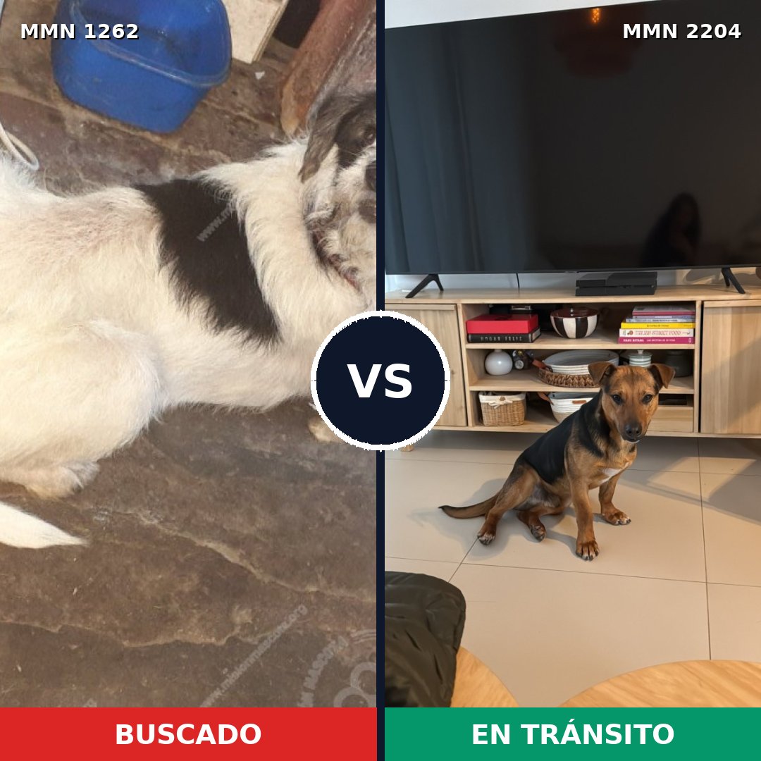 Comparativa MMS 66277: mascota perdida y mascota encontrada, 73% de similitud