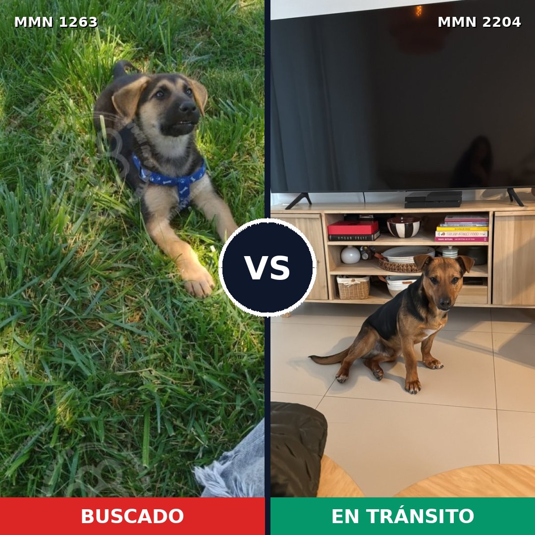 Comparativa MMS 66278: mascota perdida y mascota encontrada, 33% de similitud
