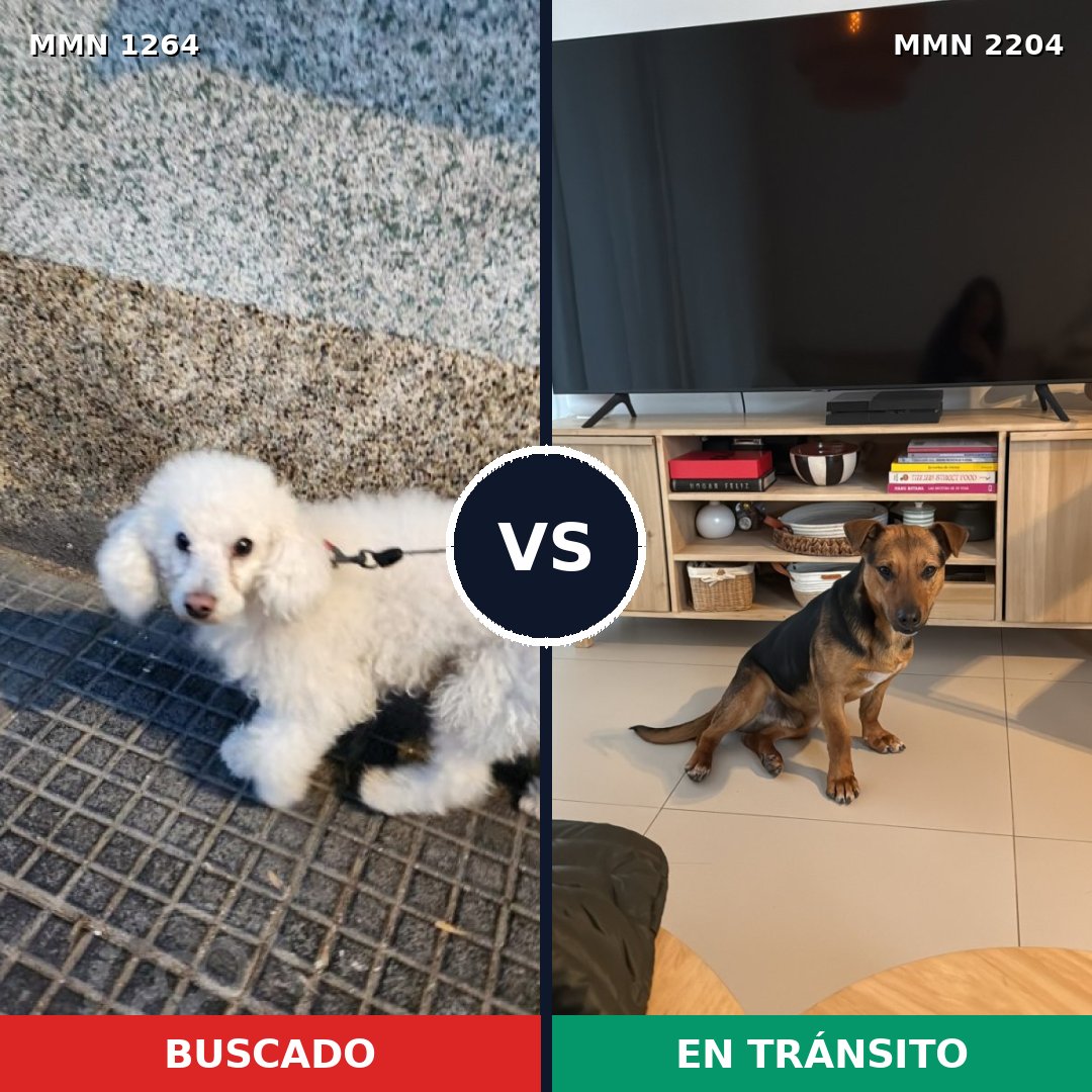 Comparativa MMS 66279: mascota perdida y mascota encontrada, 49% de similitud