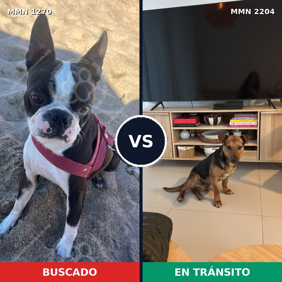 Comparativa MMS 66280: mascota perdida y mascota encontrada, 54% de similitud