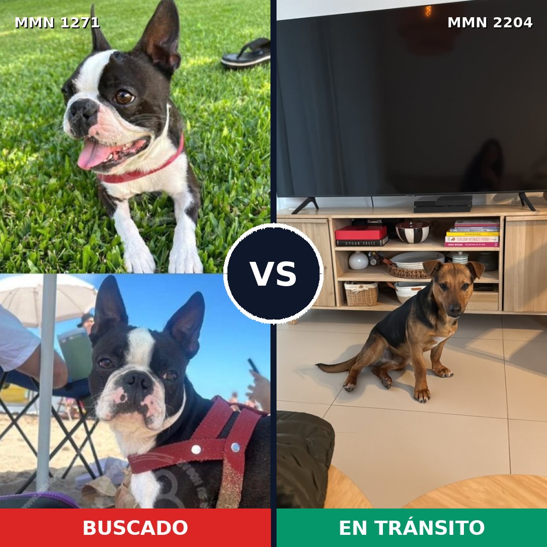 Comparativa MMS 66281: mascota perdida y mascota encontrada, 54% de similitud