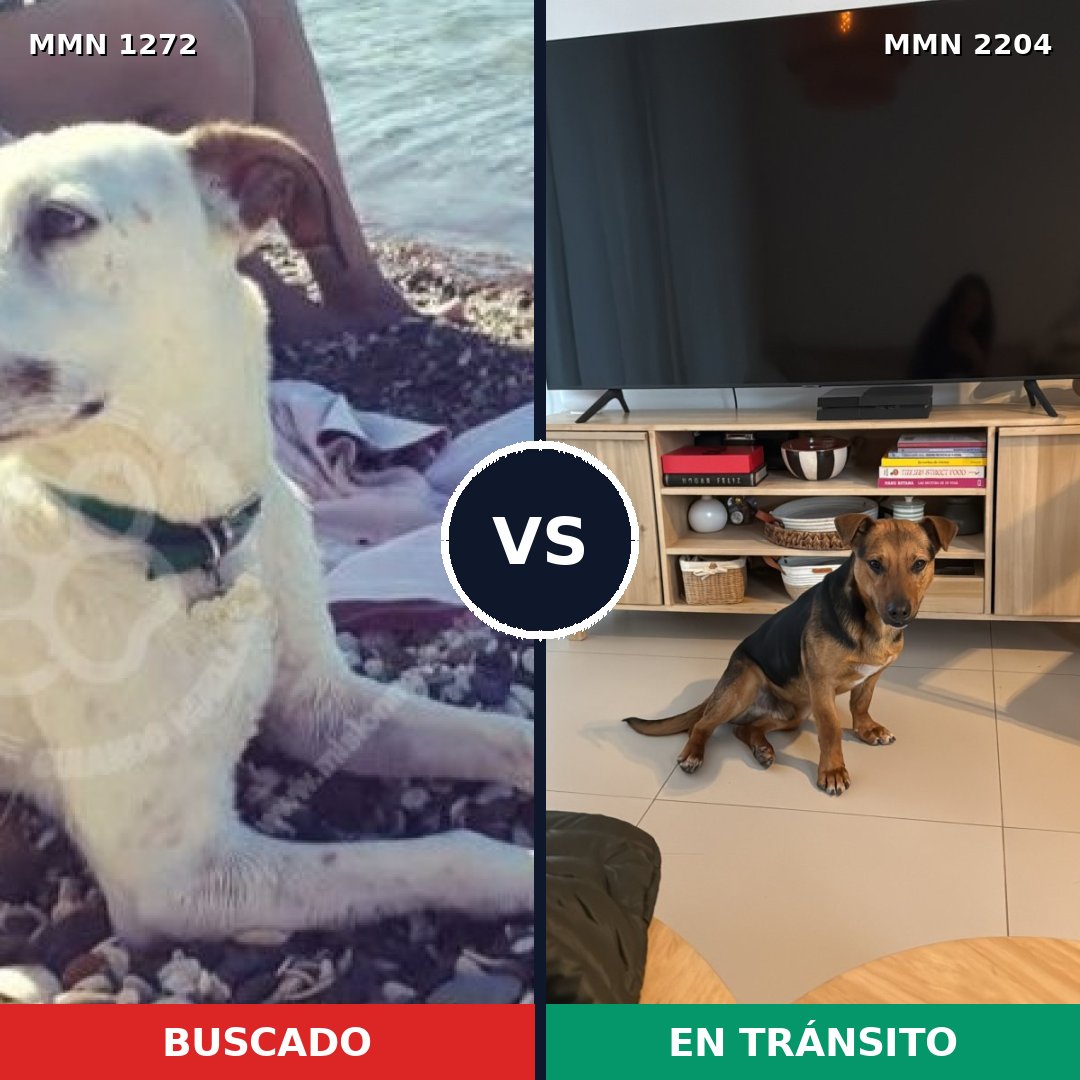 Comparativa MMS 66282: mascota perdida y mascota encontrada, 69% de similitud