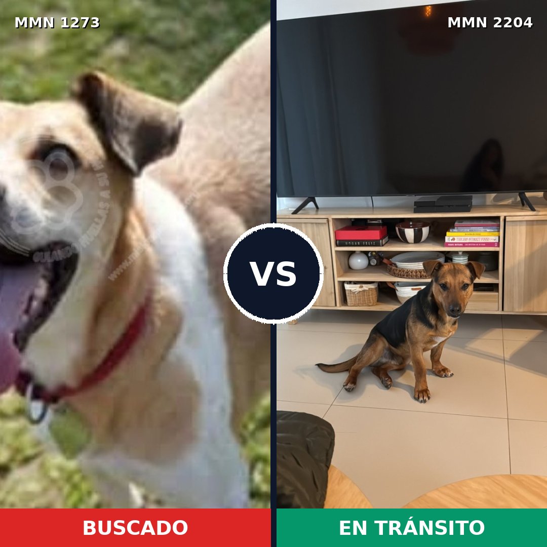 Comparativa MMS 66283: mascota perdida y mascota encontrada, 67% de similitud