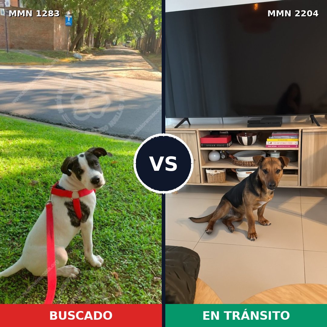 Comparativa MMS 66284: mascota perdida y mascota encontrada, 76% de similitud