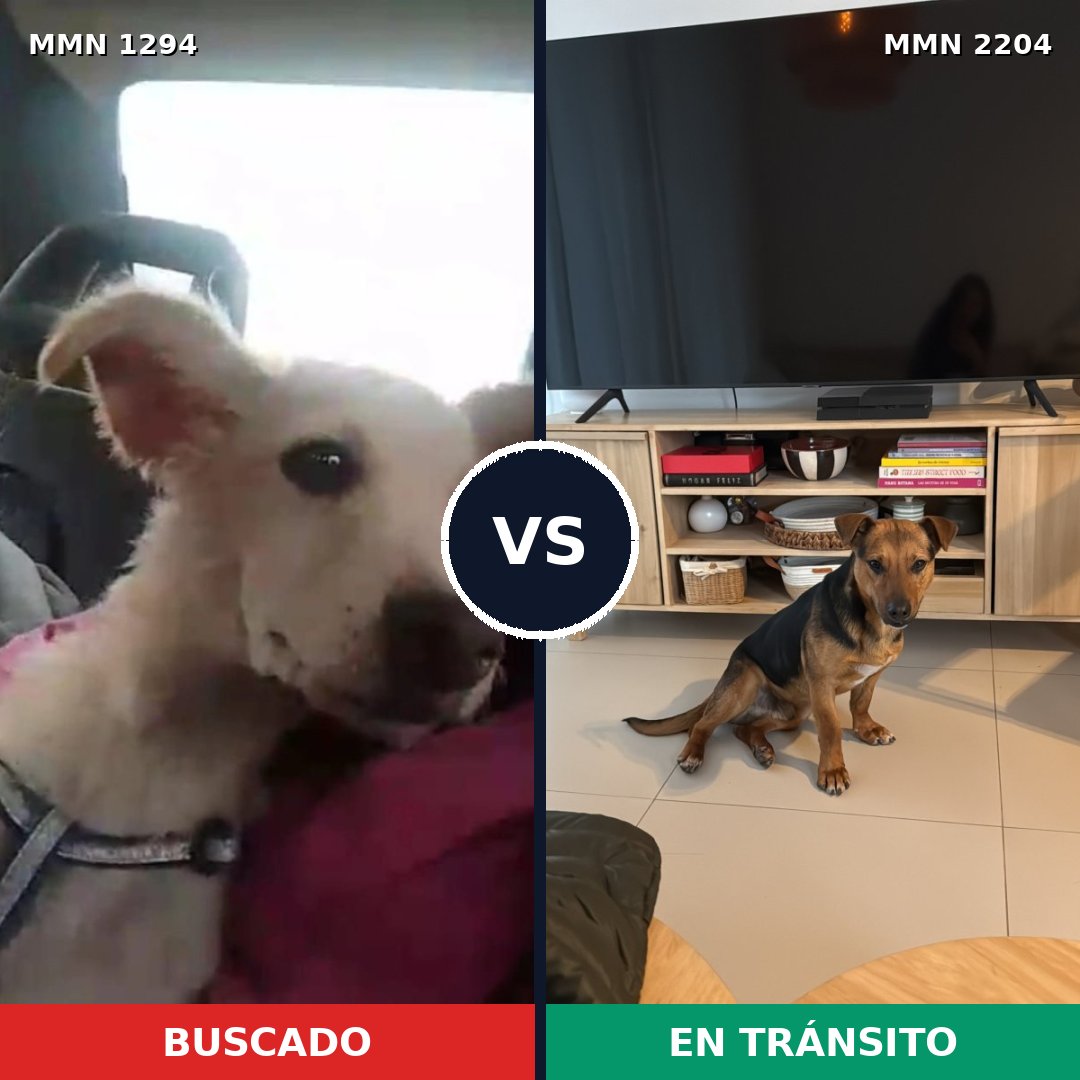 Comparativa MMS 66285: mascota perdida y mascota encontrada, 82% de similitud