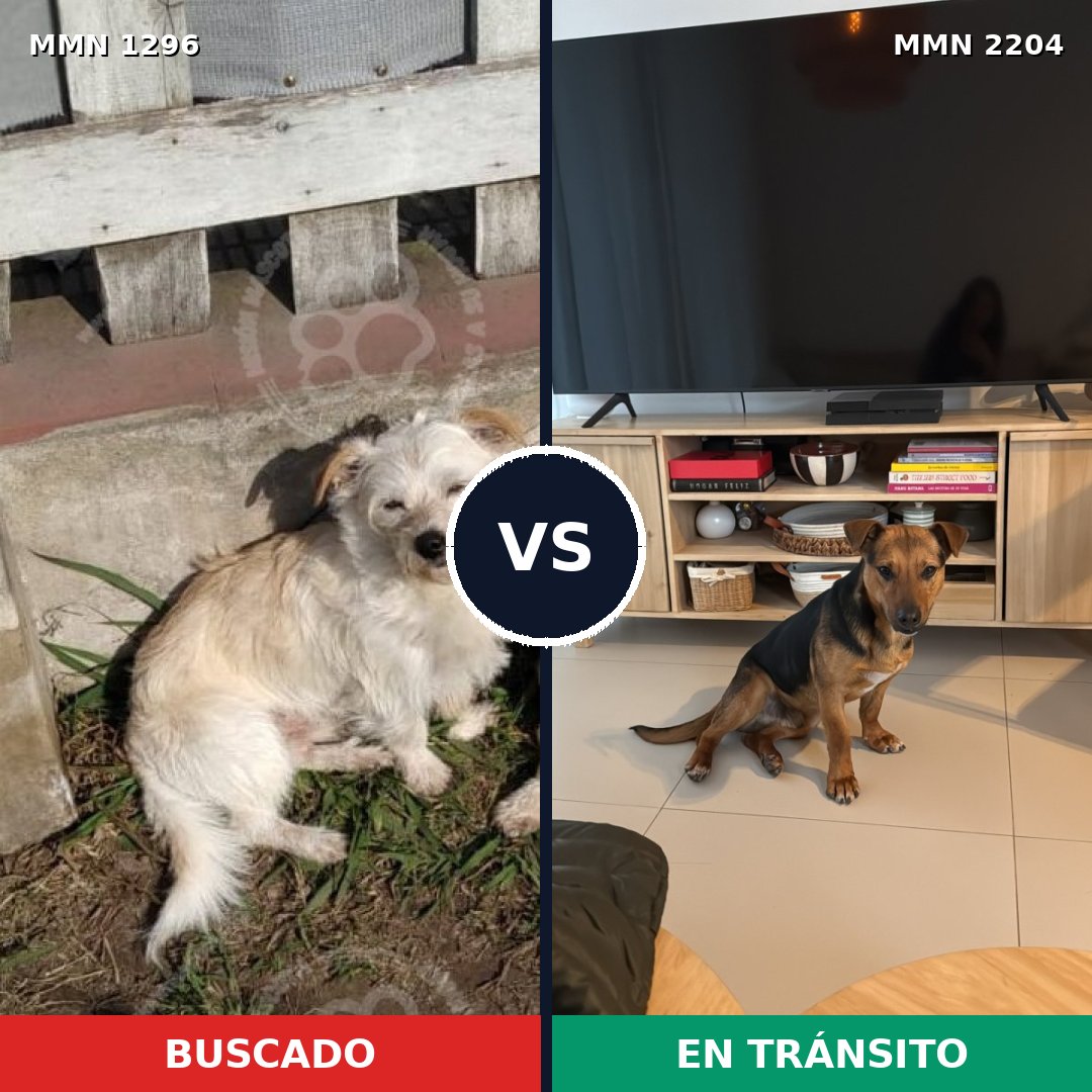 Comparativa MMS 66286: mascota perdida y mascota encontrada, 70% de similitud