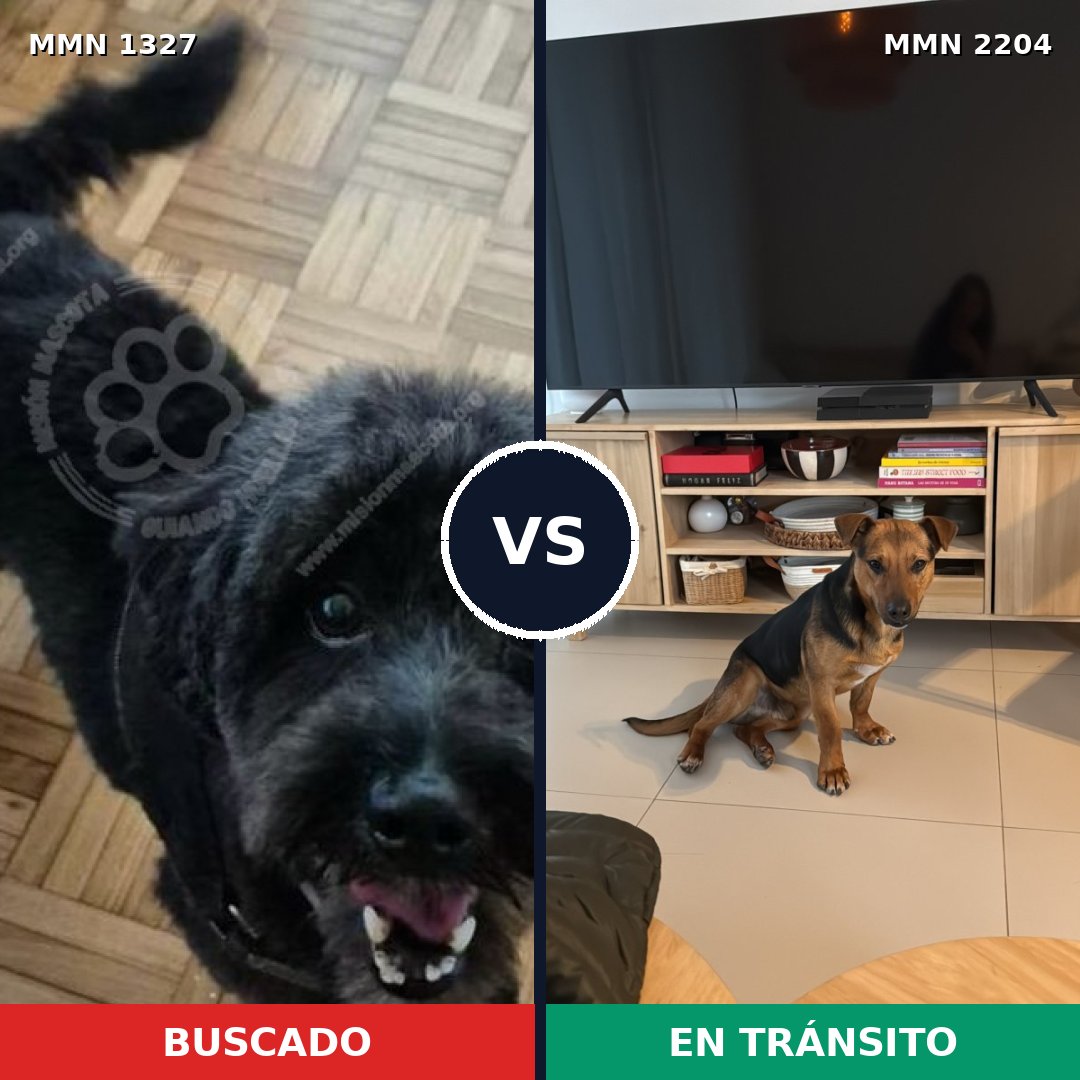 Comparativa MMS 66289: mascota perdida y mascota encontrada, 72% de similitud