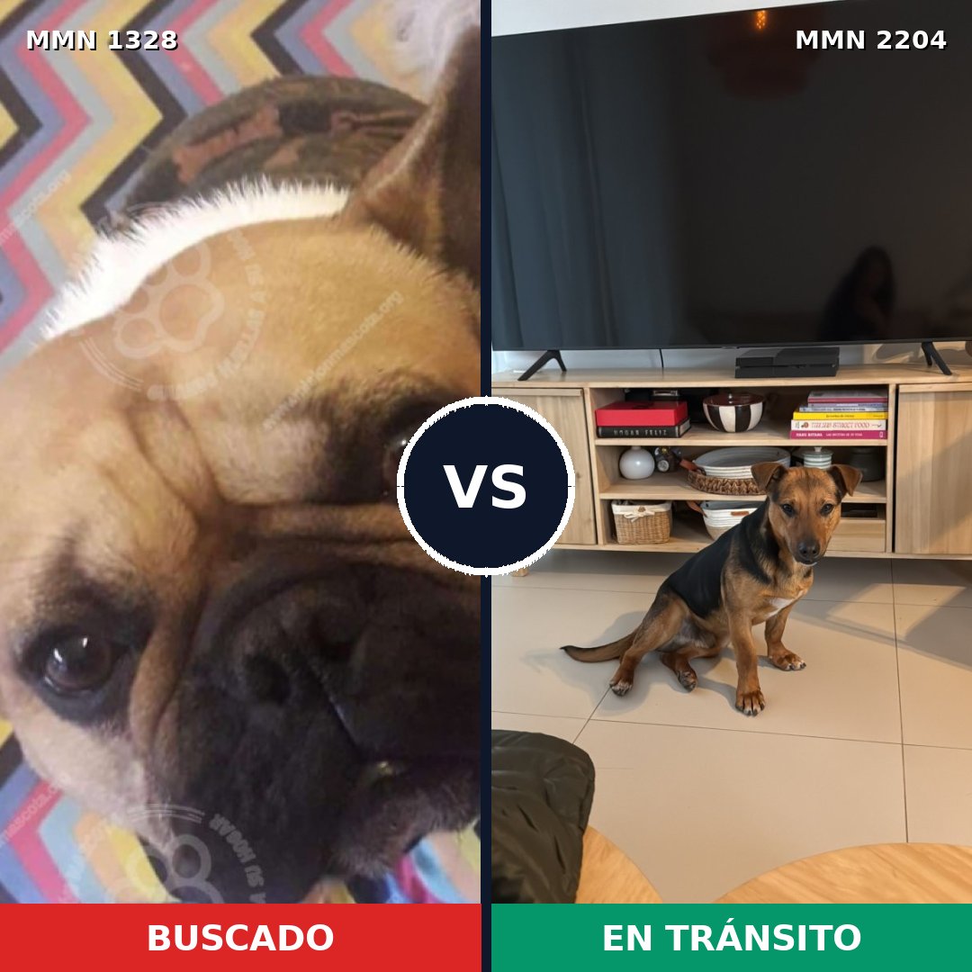 Comparativa MMS 66290: mascota perdida y mascota encontrada, 51% de similitud