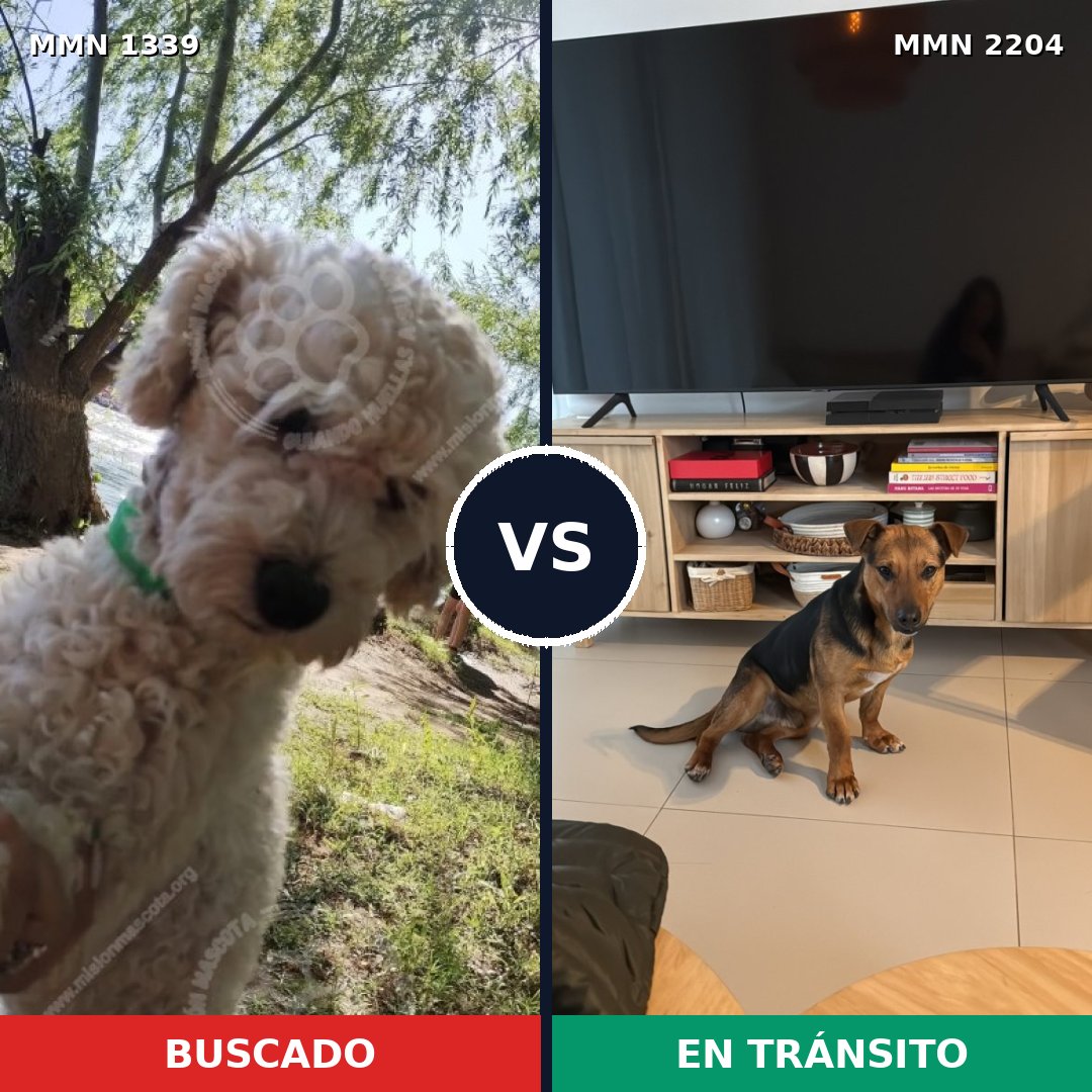 Comparativa MMS 66292: mascota perdida y mascota encontrada, 40% de similitud