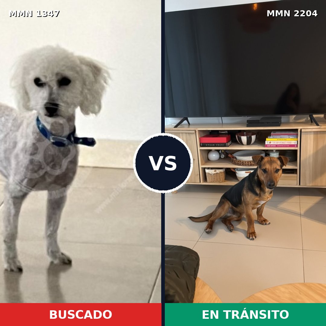 Comparativa MMS 66293: mascota perdida y mascota encontrada, 41% de similitud