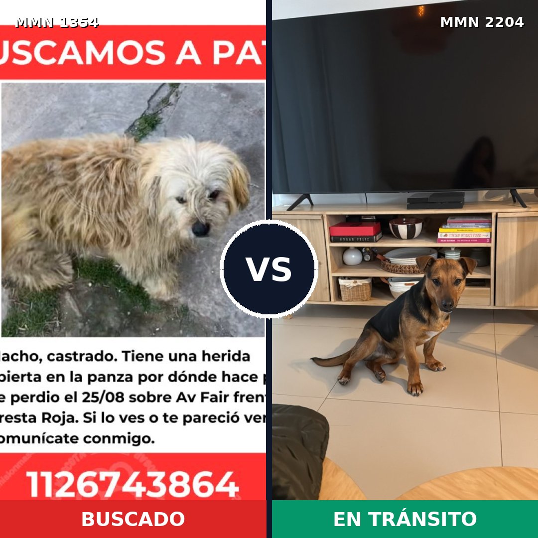 Comparativa MMS 66294: mascota perdida y mascota encontrada, 78% de similitud