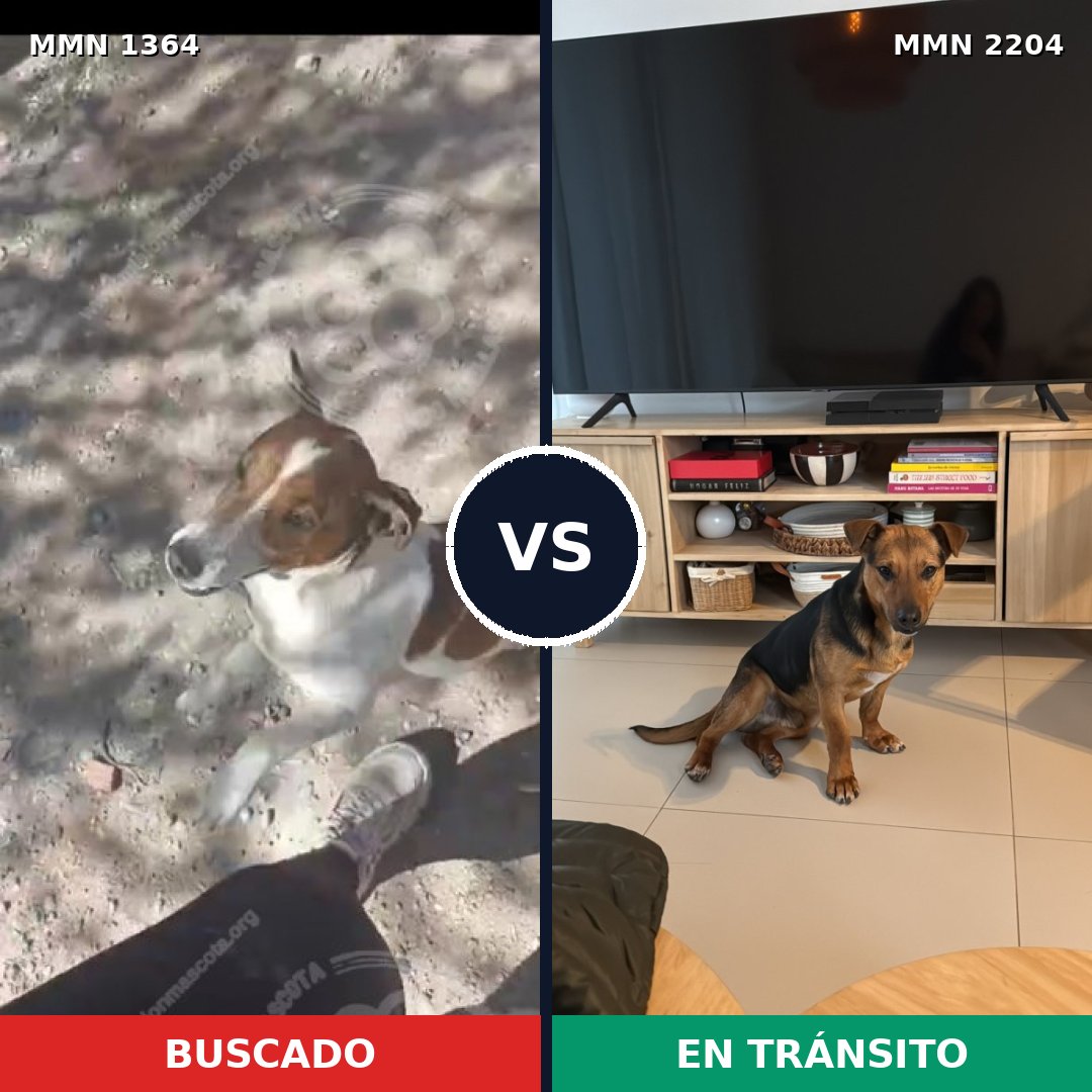 Comparativa MMS 66295: mascota perdida y mascota encontrada, 44% de similitud