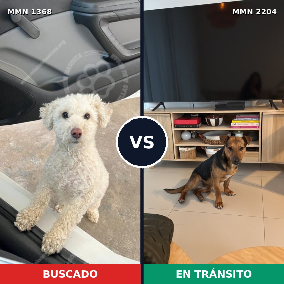 Comparativa MMS 66296: mascota perdida y mascota encontrada, 45% de similitud
