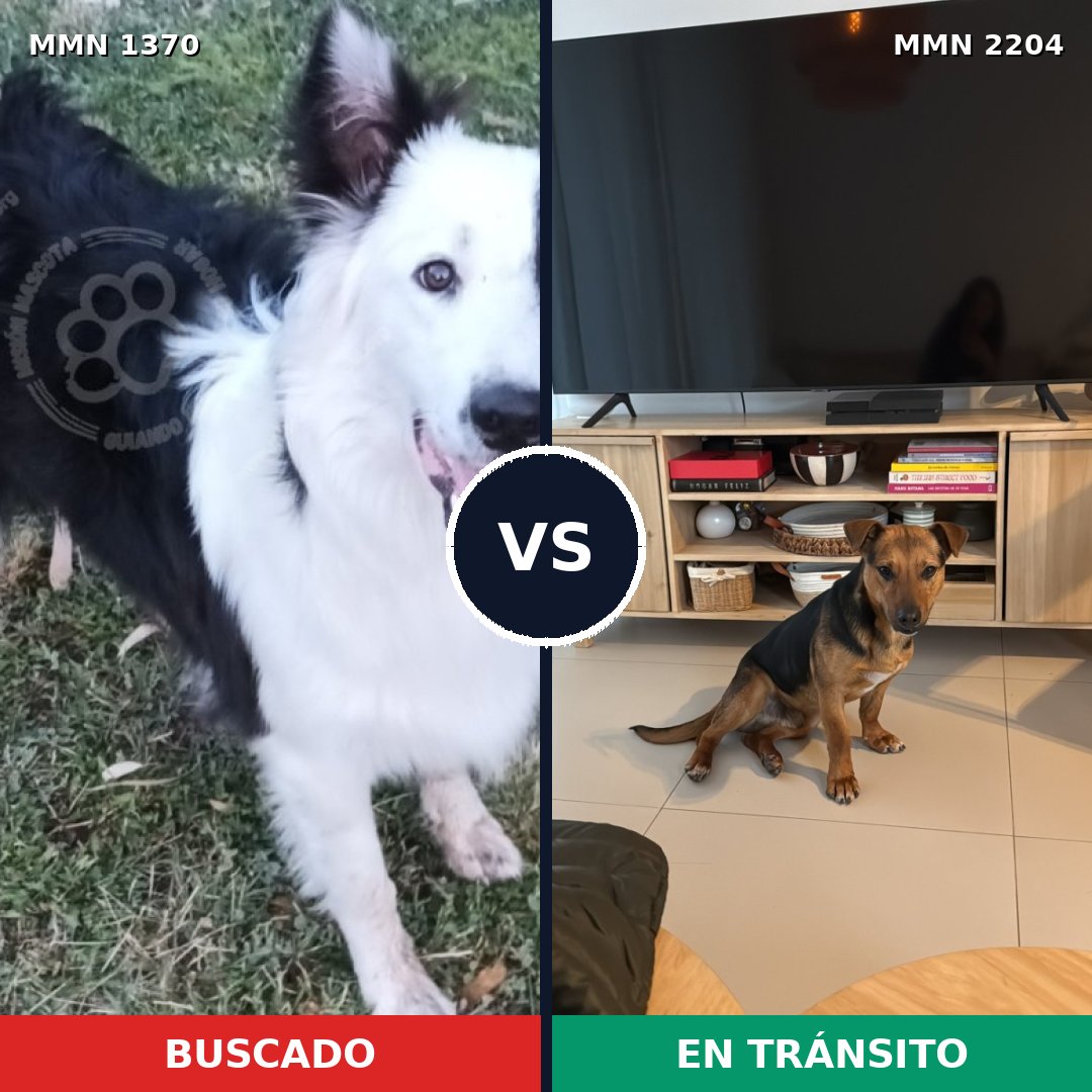 Comparativa MMS 66297: mascota perdida y mascota encontrada, 43% de similitud